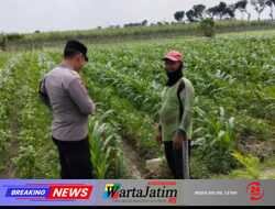 Polres Kediri Dorong Perawatan Jagung Besuk untuk Menjaga Produksi Pangan