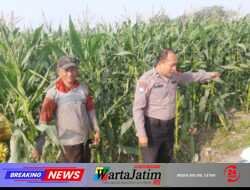 Perkuat Ketahanan Pangan, Polsek Wates Ikut Jaga Ritme Budidaya Jagung