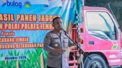 Dukung Ketahanan Pangan, Polres Jember Gandeng Bulog Serap Hasil Panen Jagung Petani Puger