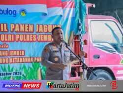 Dukung Ketahanan Pangan, Polres Jember Gandeng Bulog Serap Hasil Panen Jagung Petani Puger