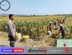 Polres Kediri Ikut Menggerakkan Nilai Ekonomi Hasil Panen Jagung BUMDes Wonokerto