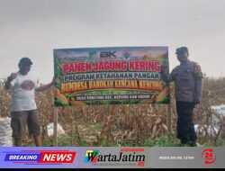 Panen Jagung BUMDes Kencong, Polsek Kepung Soroti Potensi Ekonomi Desa