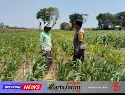 Dukung Ketahanan Pangan, Polsek Pagu Dorong Ketepatan Penanganan Tanaman Jagung