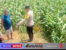 Polres Kediri Dorong Budidaya Jagung Lebih Optimal di Tingkat Desa