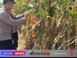 Polsek Gurah Bantu Tangani Pascapanen Jagung BUMDes Sumbercangkring