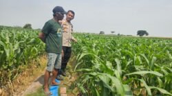 Dukung Ketahanan Pangan, Polsek Kunjang Ikut Kawal Hasil Panen Jagung