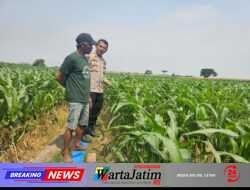 Dukung Ketahanan Pangan, Polsek Kunjang Ikut Kawal Hasil Panen Jagung