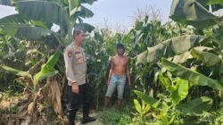 Polsek Kunjang Ikut Bantu Panen Jagung, Dorong Keberlanjutan Usaha Desa