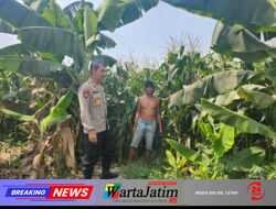 Polsek Kunjang Ikut Bantu Panen Jagung, Dorong Keberlanjutan Usaha Desa