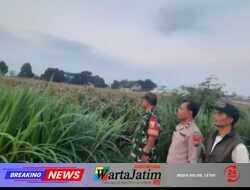 Perkuat Ketahanan Pangan, Polsek Gurah Dampingi Panen hingga Penjualan Jagung BUMDes Wonojoyo