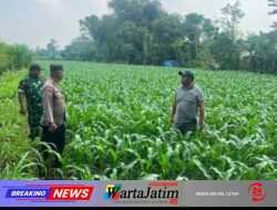 Panen Jagung BUMDes Tiru Lor Libatkan Petani, Polres Kediri Dukung Ketahanan Pangan