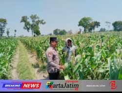 Kenali Hama dan Gulma, Polres Kediri Dampingi Petani Jagung di Pagu