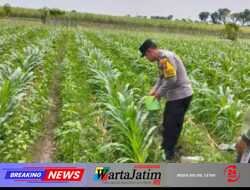Panen Jagung di Gempolan, Polres Kediri Dukung Penguatan Pangan Desa