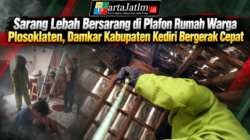 Sarang Lebah Bersarang di Plafon Rumah Warga Plosoklaten, Damkar Kabupaten Kediri Bergerak Cepat
