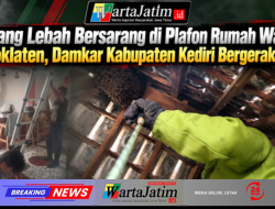 Sarang Lebah Bersarang di Plafon Rumah Warga Plosoklaten, Damkar Kabupaten Kediri Bergerak Cepat