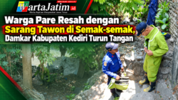 Warga Pare Resah dengan Sarang Tawon di Semak-semak, Damkar Kabupaten Kediri Turun Tangan