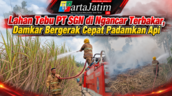 Lahan Tebu PT SGN di Ngancar Terbakar, Damkar Bergerak Cepat Padamkan Api