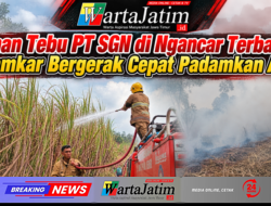 Lahan Tebu PT SGN di Ngancar Terbakar, Damkar Bergerak Cepat Padamkan Api